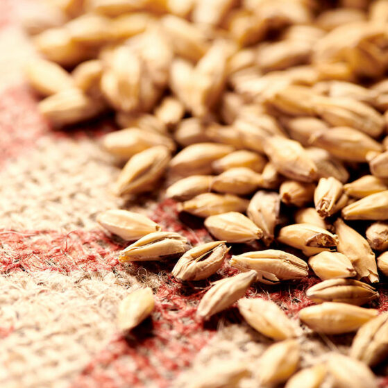 WEYERMANN® PILSNER MALT